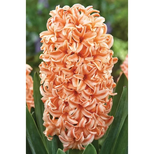 Hyacinthus Orientalis Gipsy Queen