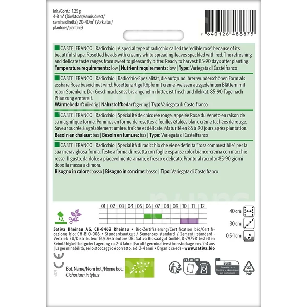 Radicchio  - Cichorium intybus Castelfranco-Radicchio