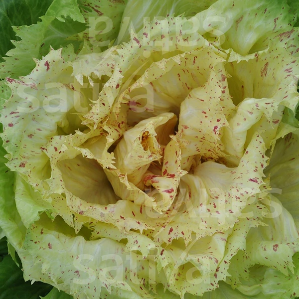 Radicchio  - Cichorium intybus Castelfranco-Radicchio