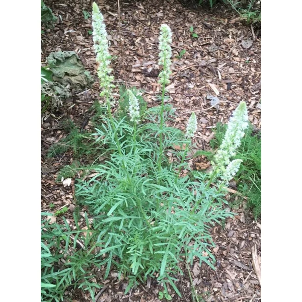 Illatos Rezeda - Reseda Odorante 'Machet'