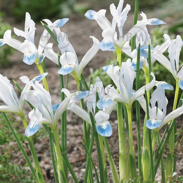 Iris Reticulata Frozen Planet