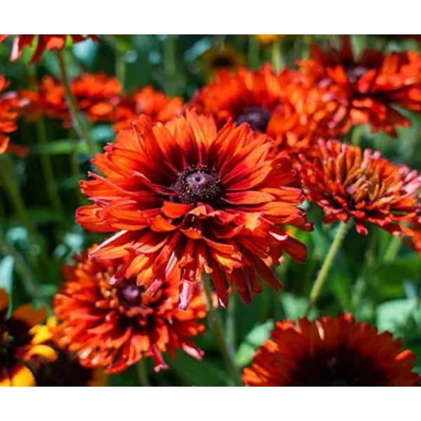 Borzas kúpvirág - Rudbeckia cherokee Sunset