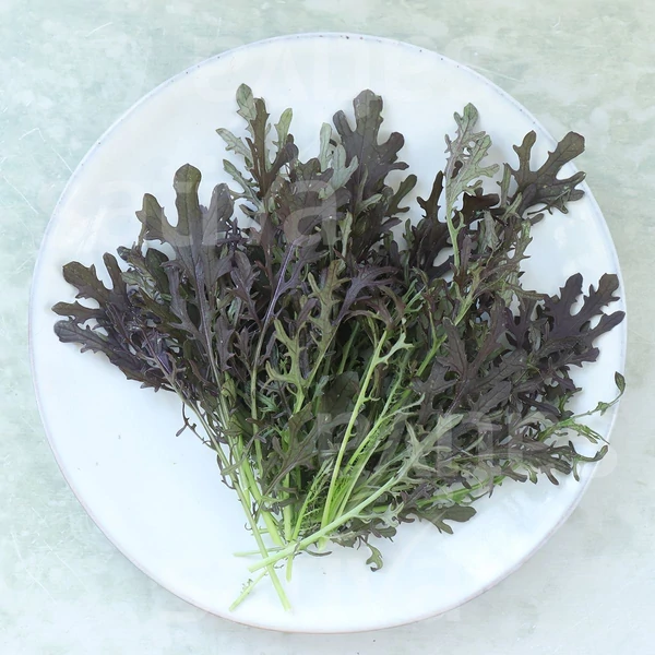 Levél mustár - Brassica juncea Moutarde rouge Metis