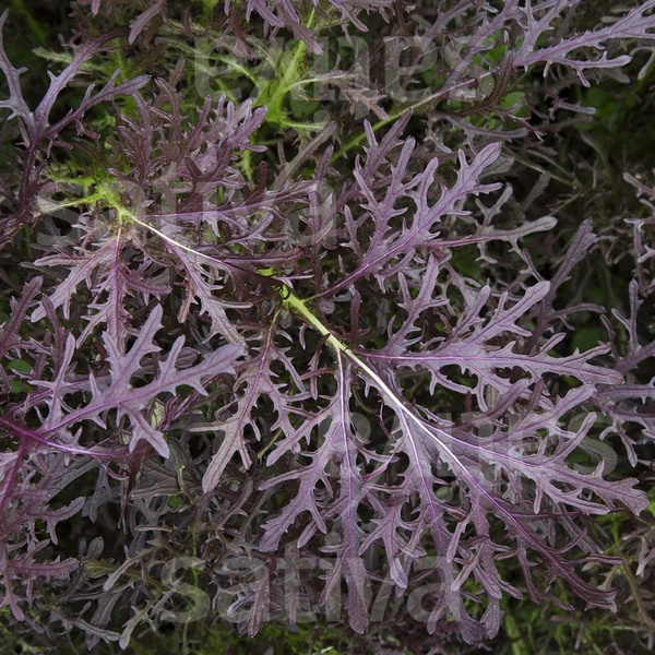 Levél mustár - Brassica juncea Moutarde rouge Metis