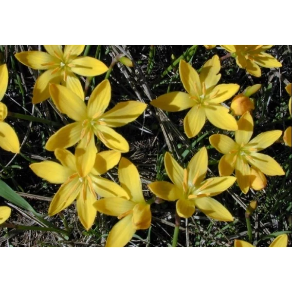 Zefírvirág Sárga - ZEPHYRANTHES Citrina
