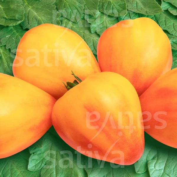  Beefsteak paradicsom sárga - Solanum lycopersicum Sonnenherz