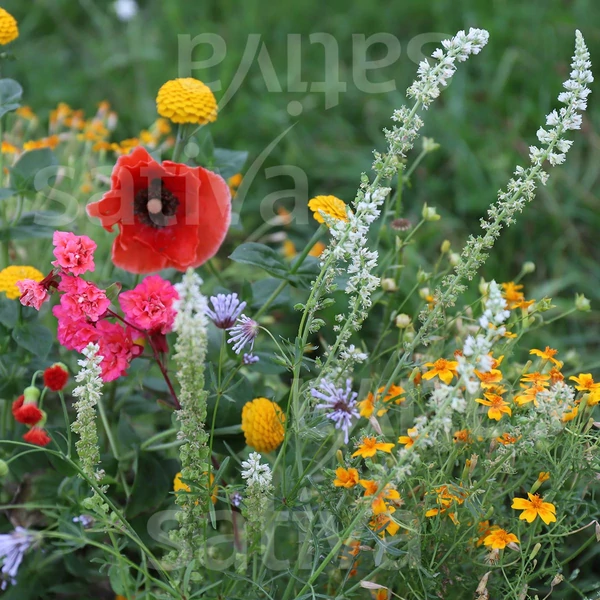 Virágmix Summer Dream