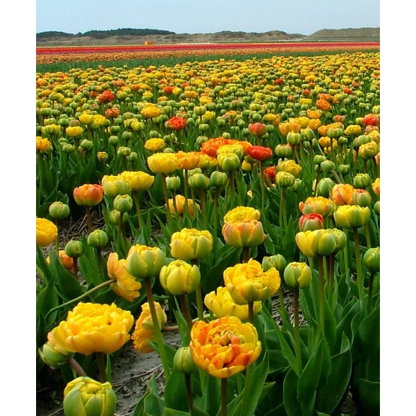 Tulipán Sunlover Double Late