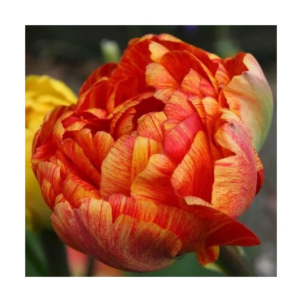 Tulipán Sunlover Double Late