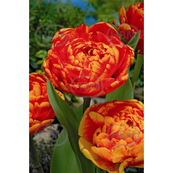 Tulipán Sunlover Double Late