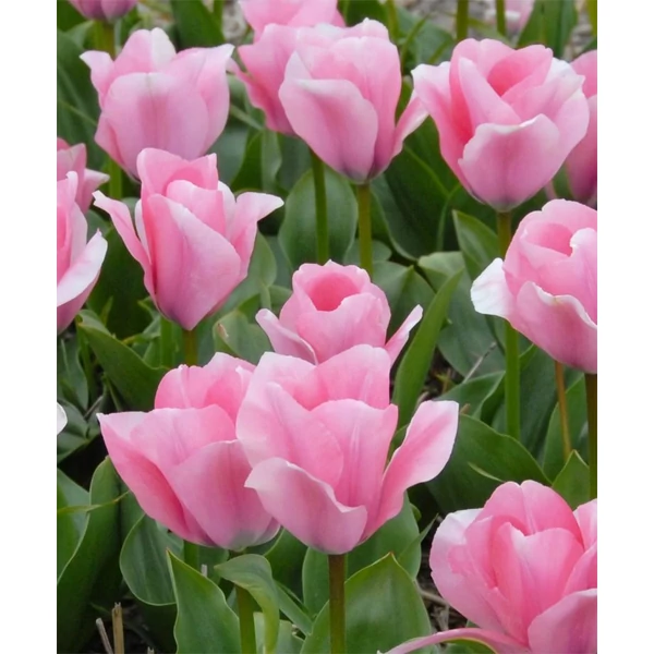 Tulipán Sweet Sixteen Triumph