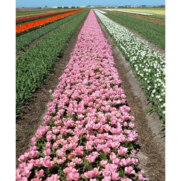 Tulipán Sweet Sixteen Triumph