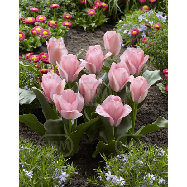 Tulipán Sweet Sixteen Triumph