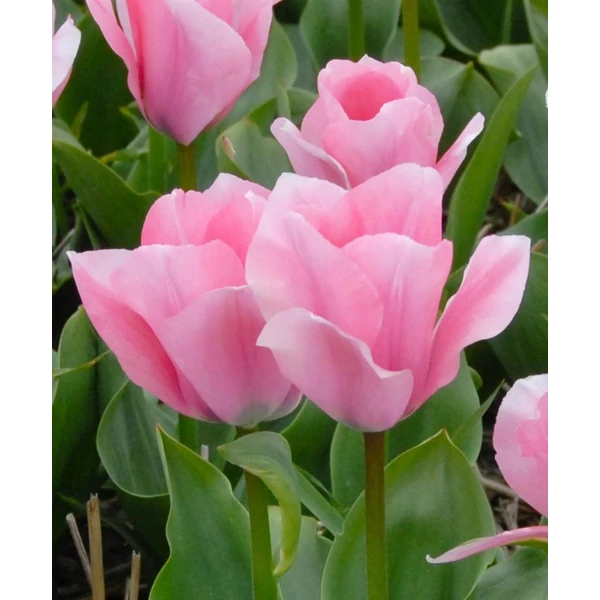 Tulipán Sweet Sixteen Triumph