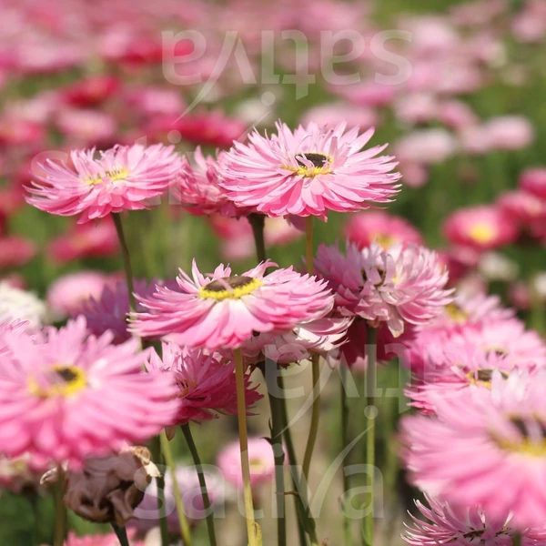  Szalmarózsa - Acroclinium roseum 'Red Bonnie' 