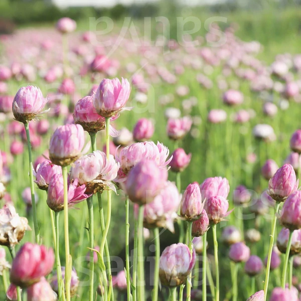  Szalmarózsa - Acroclinium roseum 'Red Bonnie' 