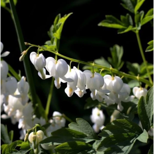 Nagy Szívvirág fehér - Dicentra spectabilis 'Alba'