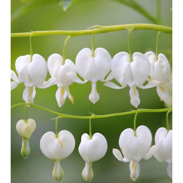 Nagy Szívvirág fehér - Dicentra spectabilis 'Alba'