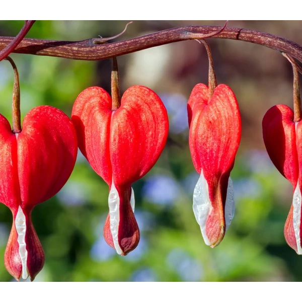 Nagy Szívvirág sötét rózsaszín - Dicentra spectabilis Valentine