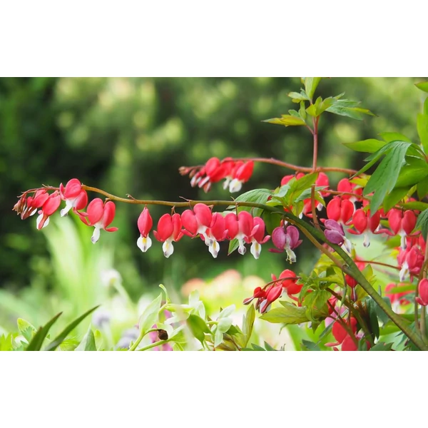 Nagy Szívvirág sötét rózsaszín - Dicentra spectabilis Valentine