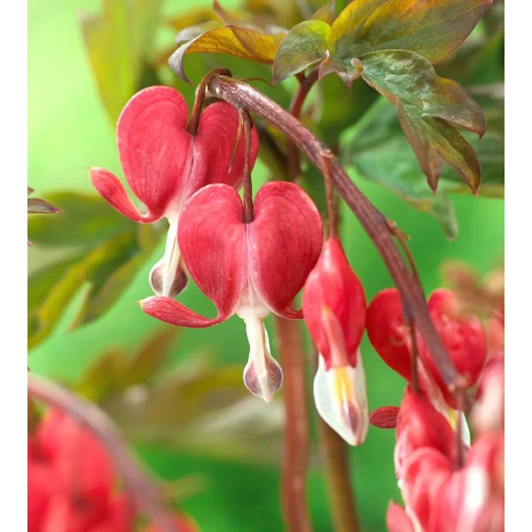 Nagy Szívvirág sötét rózsaszín - Dicentra spectabilis Valentine