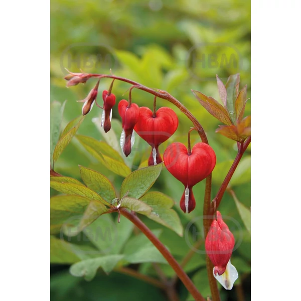 Nagy Szívvirág sötét rózsaszín - Dicentra spectabilis Valentine