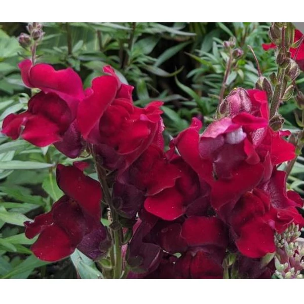 Tátika  - Antirrhinum majus 'Black Prince'