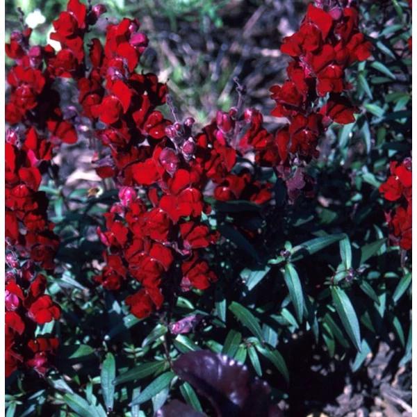 Tátika  - Antirrhinum majus 'Black Prince'