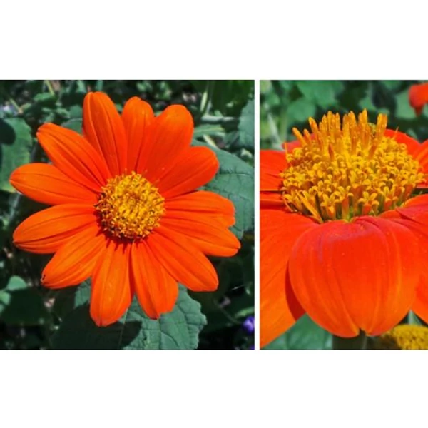 Mexikói napraforgó  - Tithonia rotundifolia
