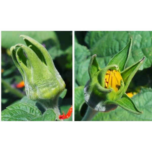Mexikói napraforgó  - Tithonia rotundifolia