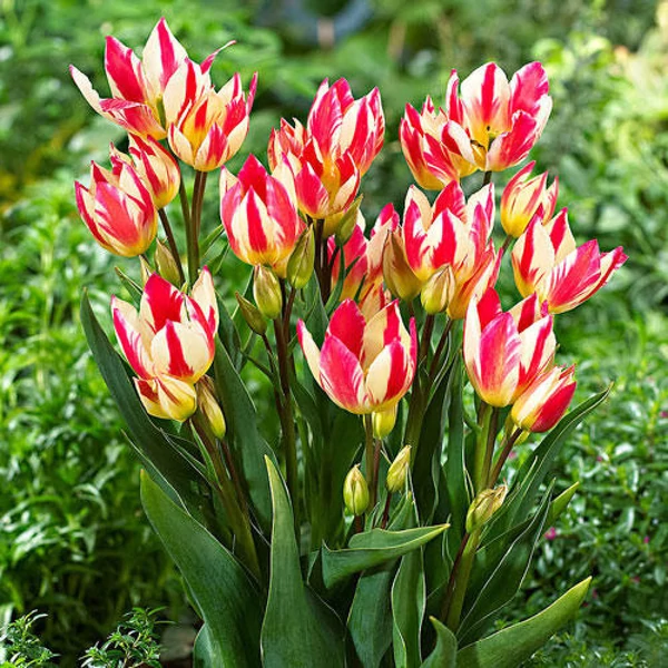 Tulipán Single Early Tricolette