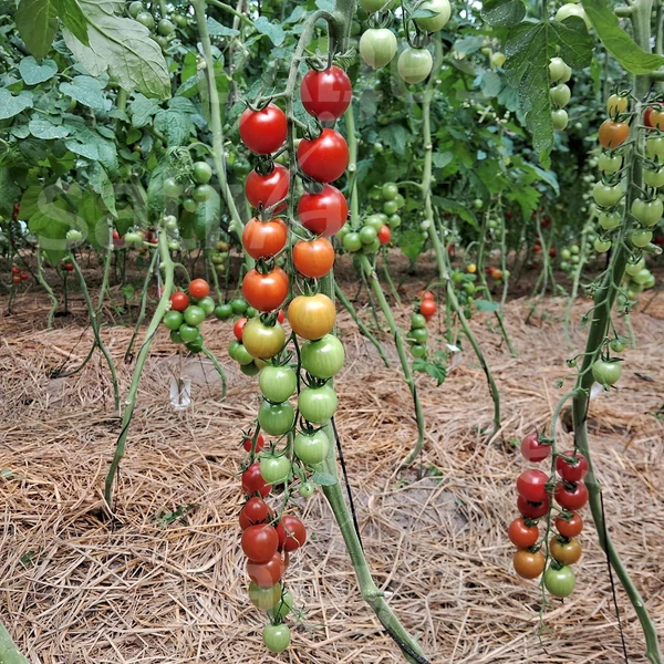 Cseresznye paradicsomTrixi KS - Solanum lycopersicum Trixi KS 