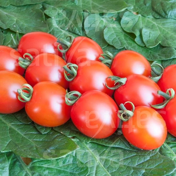 Cseresznye paradicsomTrixi KS - Solanum lycopersicum Trixi KS 