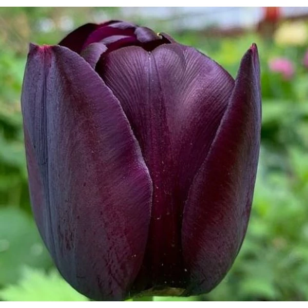 Tulipán Cafe Noir Single Late