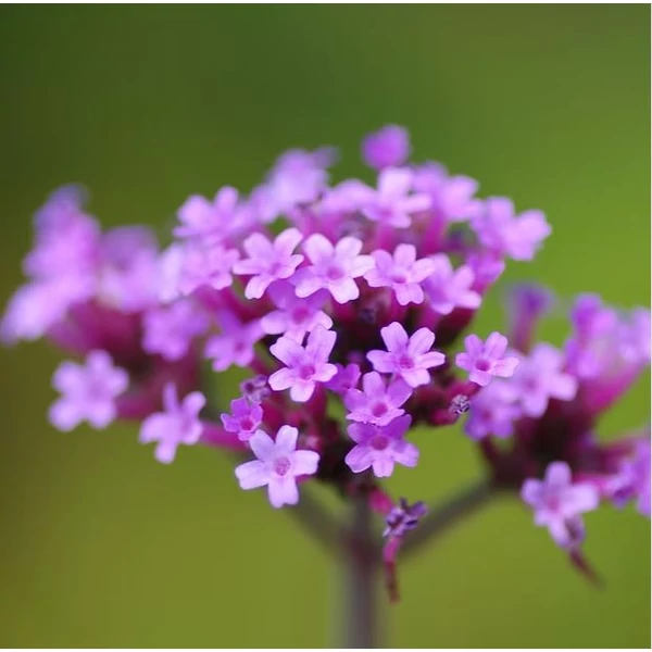 Verbena bonariensis 