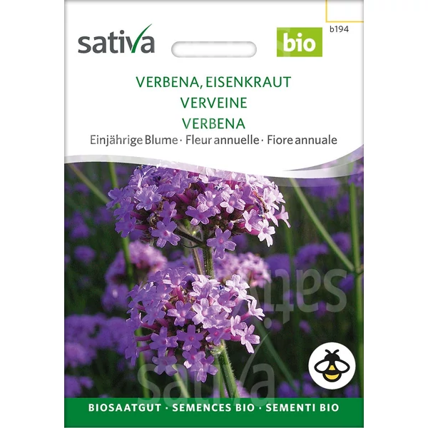 Ernyős Verbéna  - Verbena bonariensis 