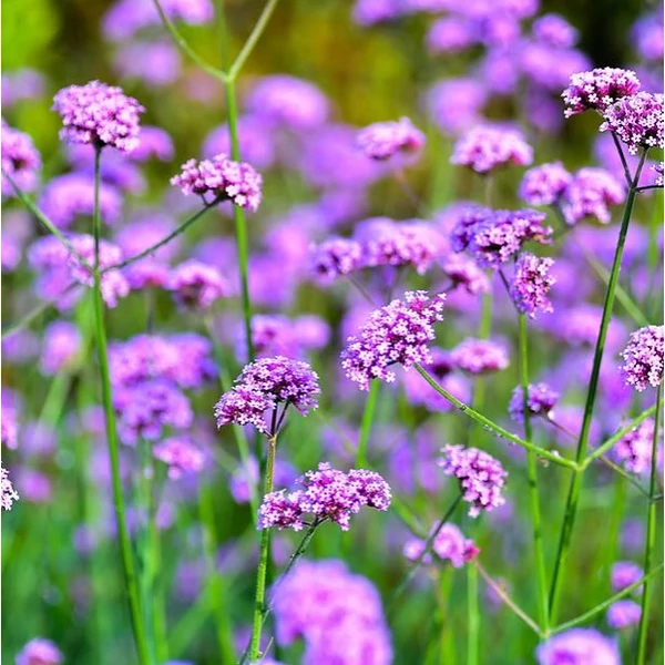 Verbena bonariensis 