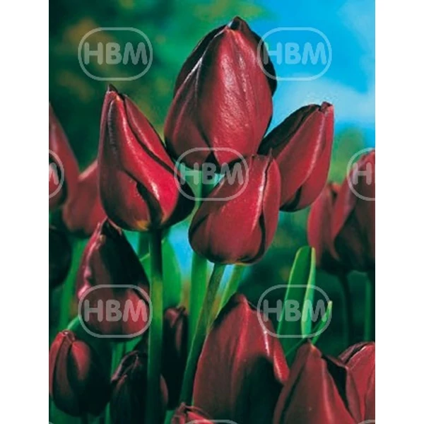 Tulipán Wallflower Single Late