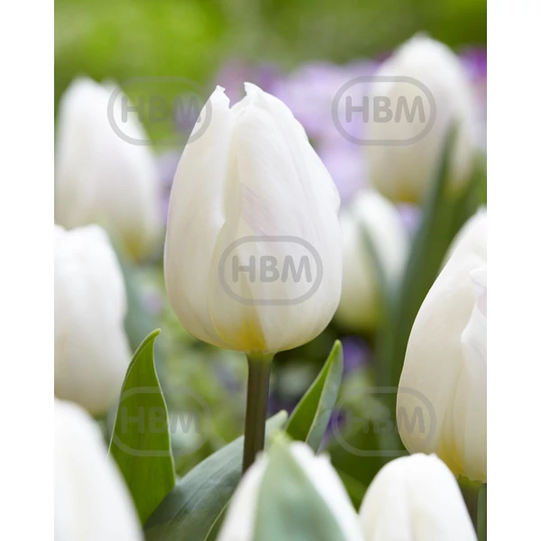 Tulipán White Flag Triumph