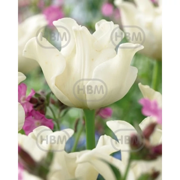 Tulipán Triumph White Liberstar