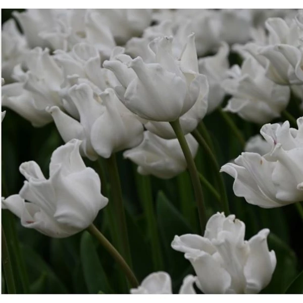 Tulipán Triumph White Liberstar