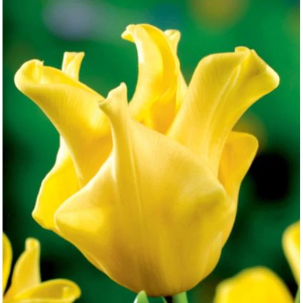 Tulipán Single Late Yellow Crown