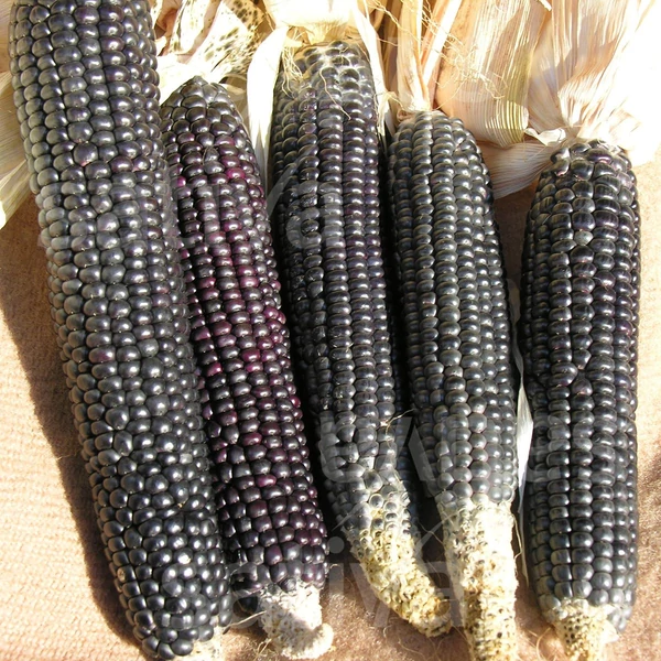 Fekete tortillakukorica - Zea mays Nero Spinoso