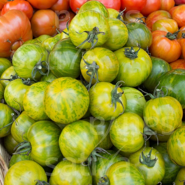 Beefsteak Zöld Zebra paradicsom - Solanum lycopersicum Beefsteak Green Zebra