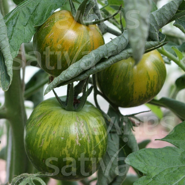 Beefsteak Zöld Zebra paradicsom - Solanum lycopersicum Beefsteak Green Zebra