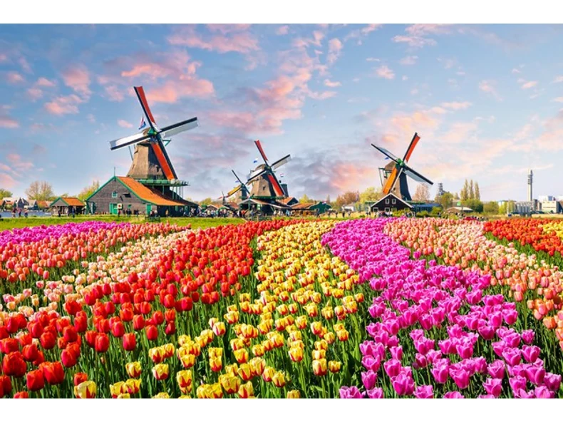 Tulipántőzsde és megjelenés