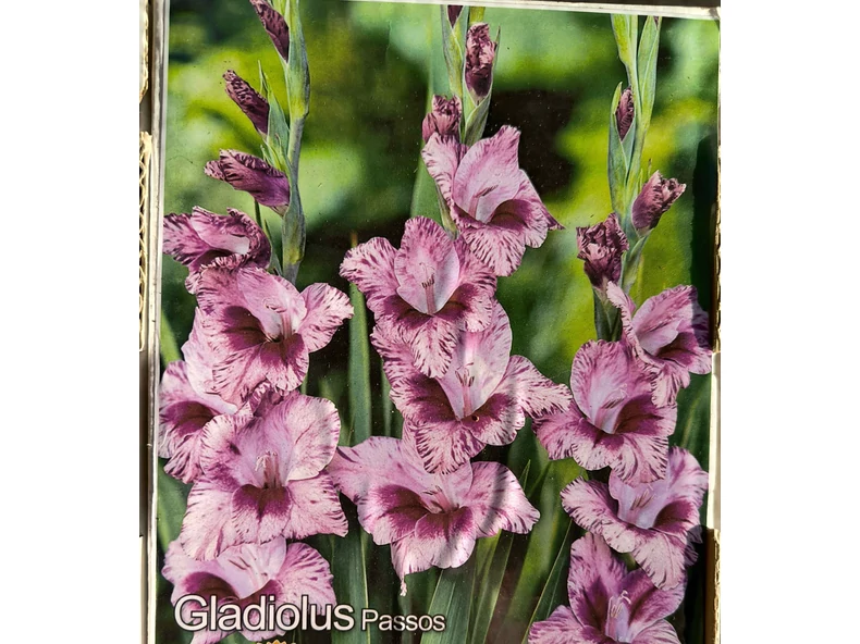 Kardvirágok: Színpompás díszei a nyári kertnek – Ültetési ötletek