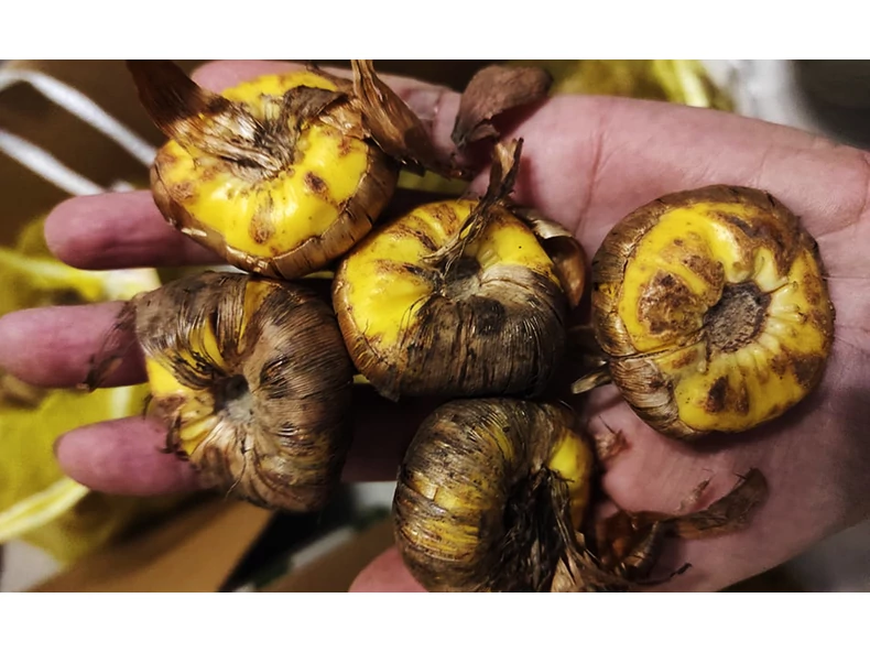 10 érdekesség a virághagymákról