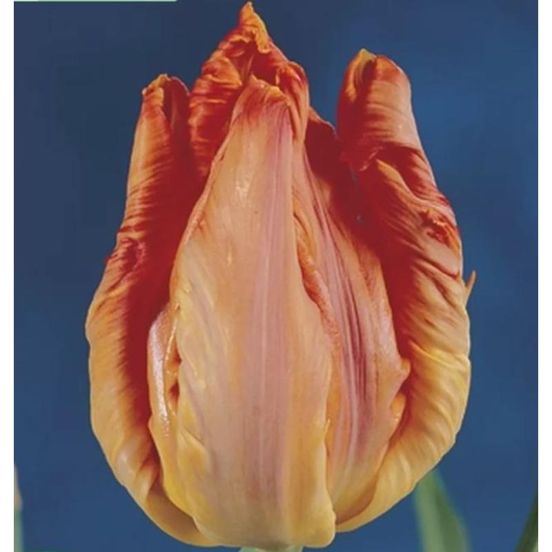 Tulipán Cornet