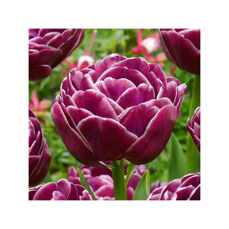 Tulipa Dream Touch  